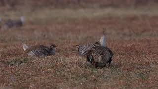 Sharp Tailed Grouse Mating Dance 2019 [upl. by Amiaj953]