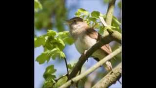 Chant du rossignol philomène vallée de la Molignée 120513 [upl. by Leonerd]