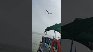 Seabirds 🐦 mumbai travel nature [upl. by Odrautse735]