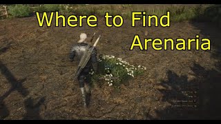 Where to Find Arenaria  The Witcher 3  Where is Arenaria for Specter Oil [upl. by Aihsenrad]