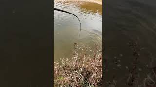 loosing a fish fishing fyp fypシ゚viral [upl. by Nannek102]