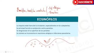 HEMATOLOGÍA Todo sobre los Leucocitos  Funciones Tipos [upl. by Rhoades]