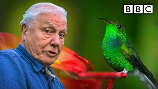 David Attenborough meets a very glamorous hummingbird 😍 BBC [upl. by Tiffanie]