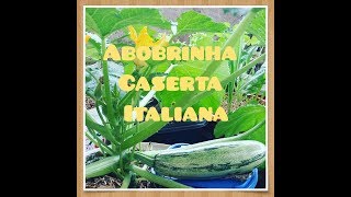 COMO PLANTAR ABOBRINHA CASERTA ITALIANA [upl. by Gazo99]