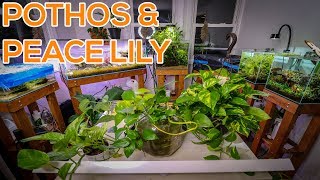 BEST HOUSE PLANTS FOR AQUARIUMS [upl. by Seamus443]