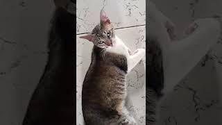 viralfypシ viralvideo foryou funny nnflopapfvr viraliza vaiprofycaramba viraliza logol 🐱🐶🐱🐶 [upl. by Esinyl577]