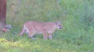 CatamountCougarPumaMountain Lionstalking mule deer at cabin [upl. by Earahc816]