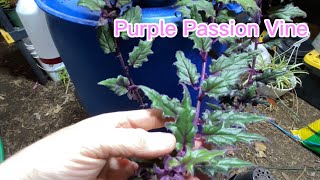 Purple Passion Vine Propagation [upl. by Vergne33]