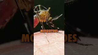 The Mosquitos are carrying deadly virus podcast ninjasarebutterflies comedy billgates [upl. by Crelin615]