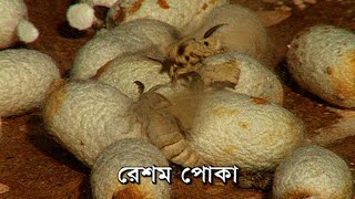 কিভাবে রেশম পোকা থেকে রেশম সুতা তৈরি হয় । How to Produce Silk Yarn from Silkworm [upl. by Suollecram]