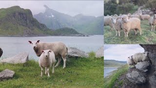 Sheep fightSheepwildlifeytvideo [upl. by Lemra]