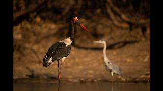 Saddlebilled stork stands eating fish in pool [upl. by Shirah328]