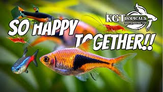 The Most Amazing Fish Combos For A 10 Gallon Aquarium [upl. by Elyr]