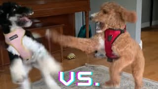 Standard Poodle vs Goldendoodle [upl. by Barr23]