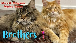 Maine Coon brothers pretend to be friends [upl. by Kyne443]