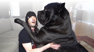 10 Questions for a Cane Corso Owner [upl. by Watson876]