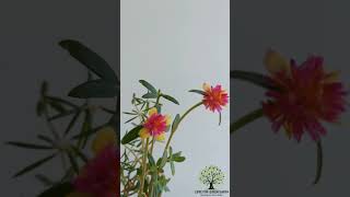 Portulaca Grandiflora loveforgreenearth houseplants portulaca outdoorplants plants love earth [upl. by Lebbie995]