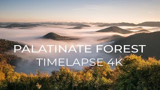 PALATINATE FOREST  Timelapse 4K [upl. by Ygiaf]