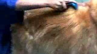 FURminator deShedding tool demo video [upl. by Halliday]