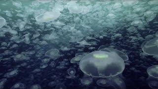 Open Ocean 10 Hours of Relaxing Oceanscapes  BBC Earth [upl. by Streeter695]