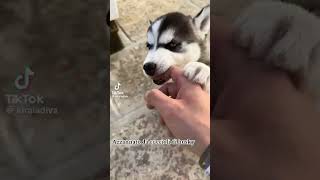 Cuccioli di Husky ❤❤❤❤ cani dig animali husky cuccioli [upl. by Wickner297]