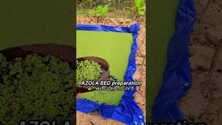 AZOLA BED preparation in low cost azola azollafarming azollacultivation azolla farming dairy [upl. by Aerona538]