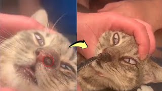 Removing a CUTEREBRA or warble from a kittens nose [upl. by Spike675]