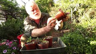 Tibouchina Tip cuttings in Spring Success [upl. by Lanrev30]