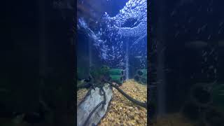 Fish tank review fishing fish species [upl. by Morette556]