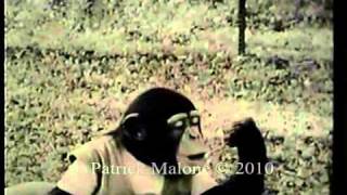 Spontaneous play imitation in a human encultured chimpanzee Part 1 of 4 [upl. by Dene451]