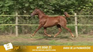 Vidéo LOT 0433 MISS BOND  Ventes de Trotteurs de Caen  26 septembre 2023 [upl. by Wittie]