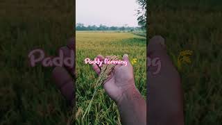 Paddy farming 🌾villagelife jaipatna kalahandi [upl. by Yankee956]