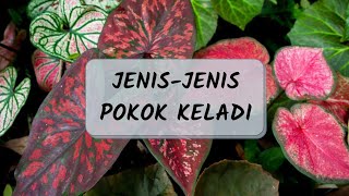 Jenis Pokok Keladi Caladium Plant [upl. by Freytag]