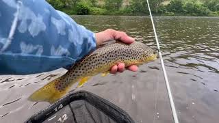 Chasing Smallmouth Bass And Brown Trout LEHIGH RIVER FISHING [upl. by Kordula]