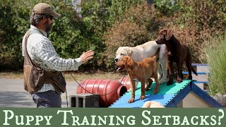 Top 5 Pro Tips for Dealing with Puppy Training Setbacks Part 1 [upl. by Gould]