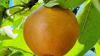 Shinkou Pear Picking Day fruitpicking pear fruit live [upl. by Xenia]