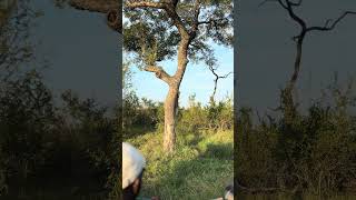 Leopard Hoists Its Meal Up Tree [upl. by Maltz980]