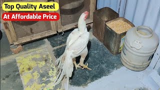 Top Quality Parrot Beak Aseel At Affordable Price Video Directly From Dharmavaram Andra Pradesh [upl. by Cristin]