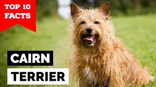 Cairn Terrier  Top 10 Facts [upl. by Norha]