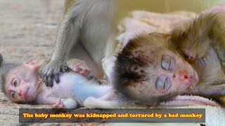 Baby monkey with a scarred face was kidnapped and tortured by bad monkey Luckily human saved him [upl. by Nevanod]