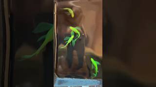 VEILTAIL ZEBRA DANIOS BREEDING SERIES INTRO aquarium breeding fish danio [upl. by Ylek]