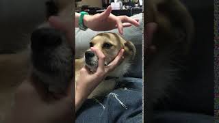 Palpebral Reflex test on canine [upl. by Leribag257]