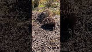 Echidna  The Great Southern Rail Trail [upl. by Etom]