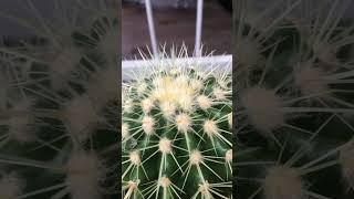 Beautiful new thorns of golden barrel cactus echinocactus grusonii cactus echinocactus [upl. by Stearn]