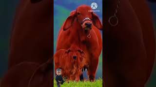 😊🐂Haider Haider songcowcow videos cowcows viral shortsfarmanimals [upl. by Aleydis]