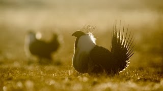 The Sagebrush Sea  Cornell Lab Trailer [upl. by Bern603]