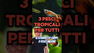 🐟 3 Pesci tropicali per tutti [upl. by Farrel]