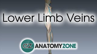 Lower Limb Veins Overview  3D Anatomy Tutorial [upl. by Yahsram]