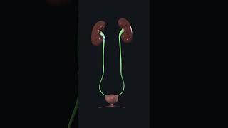 Urinary System Anatomy of Urinary system kidney Ureter urinarybladder urethra [upl. by Anirak]