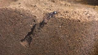 Pogonomyrmex rugosus Harvester ant queen digging in Formicarium [upl. by Allayne]